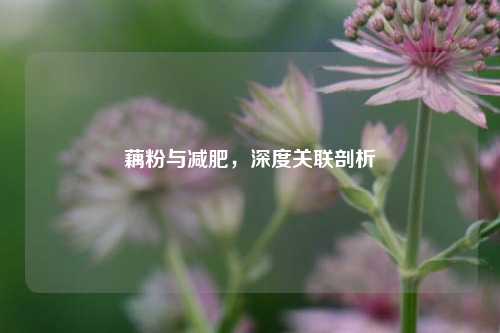 藕粉与减肥,深度关联剖析